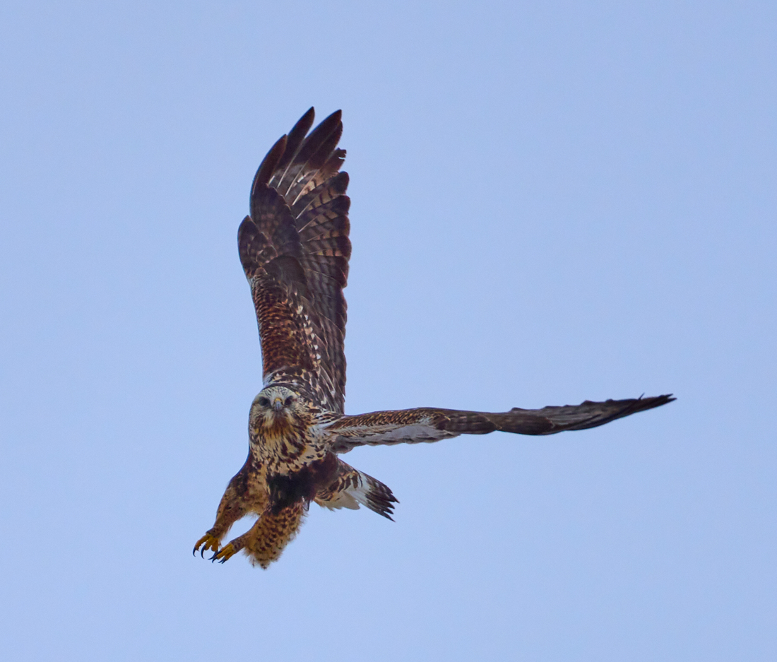 Rough-legged Hawk