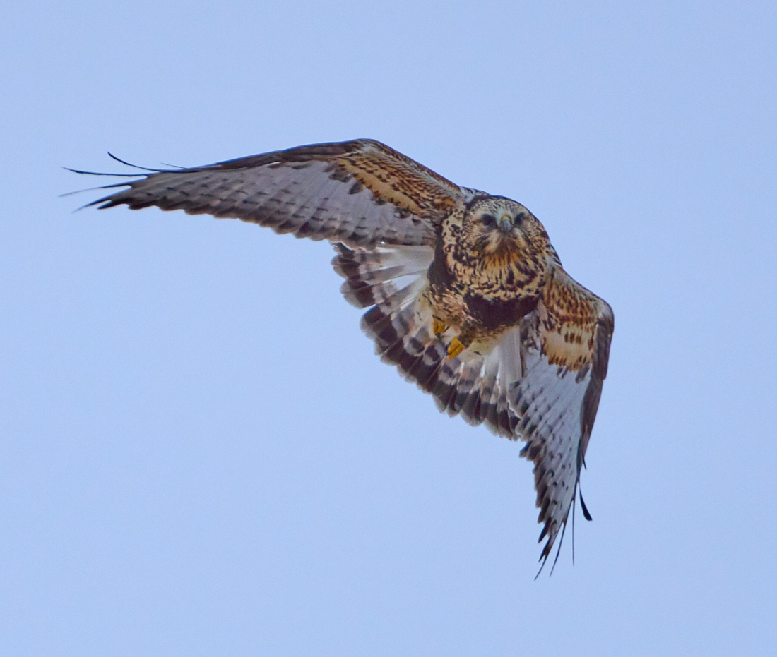 Rough-legged Hawk