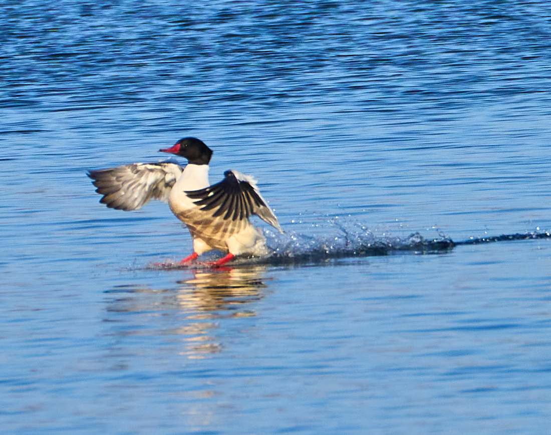 Water-skiing