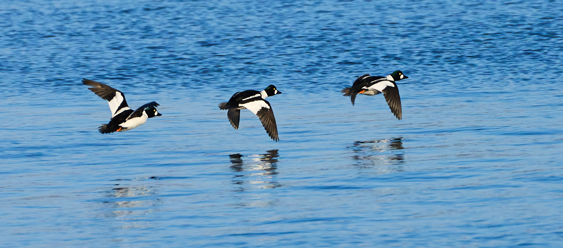 Follow the leader