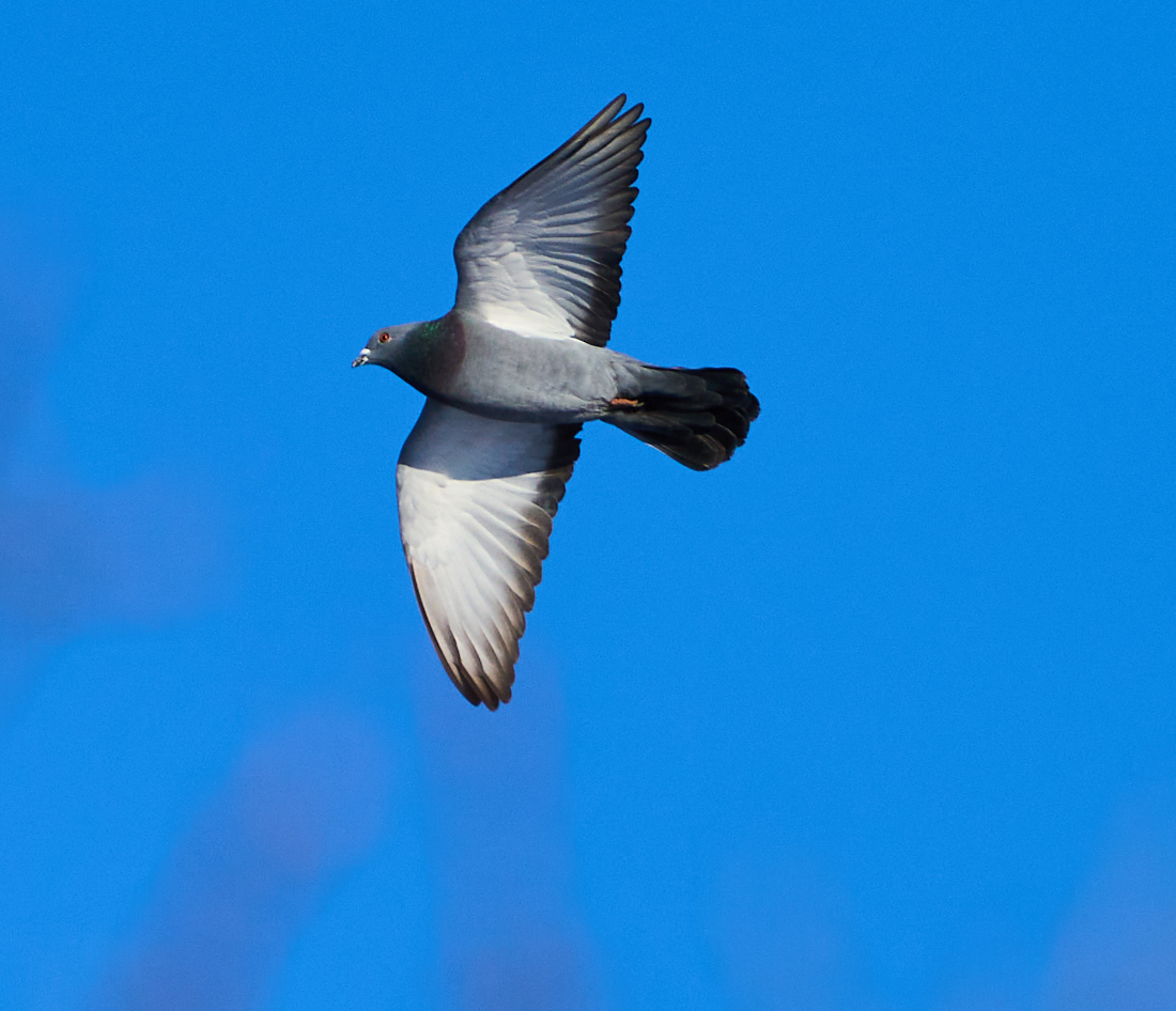 Hard to catch in flight