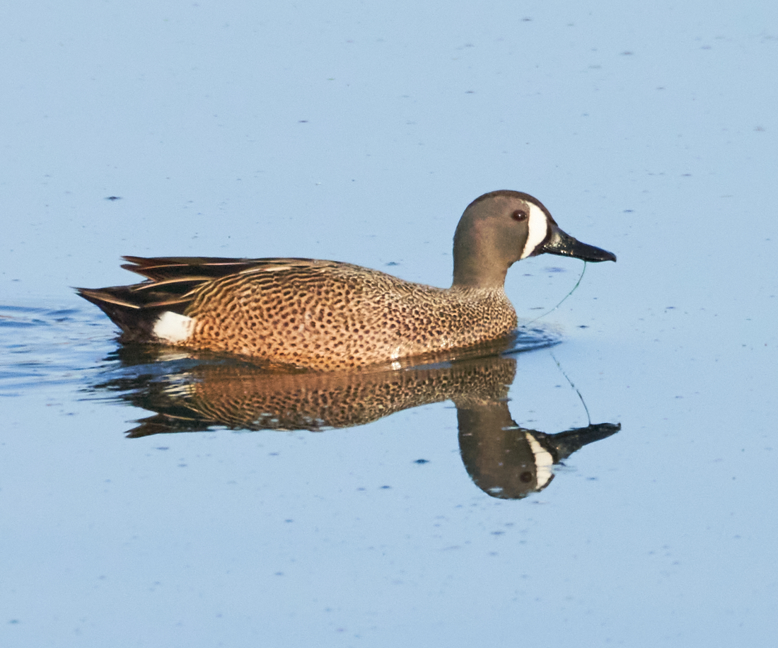 Blue-winged Teal