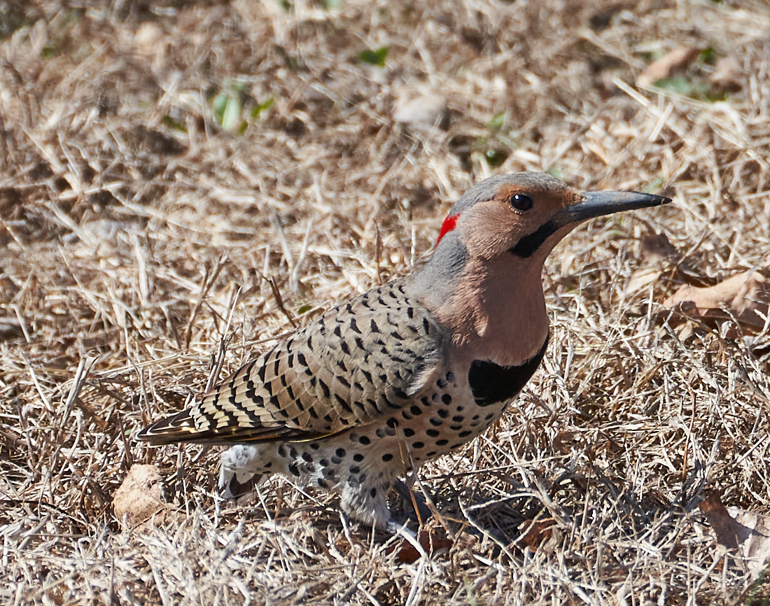 Northern Flicker