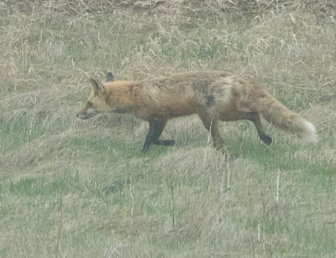 Red Fox
