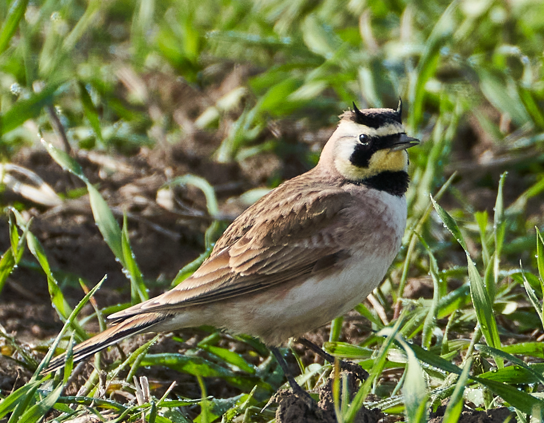 Horned Lark