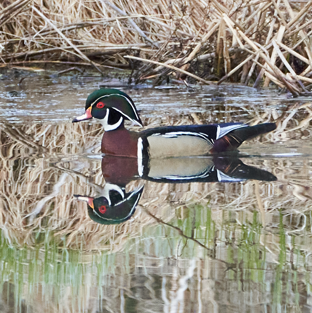 Wood Duck Reflection