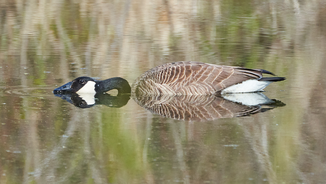 Mirror Image