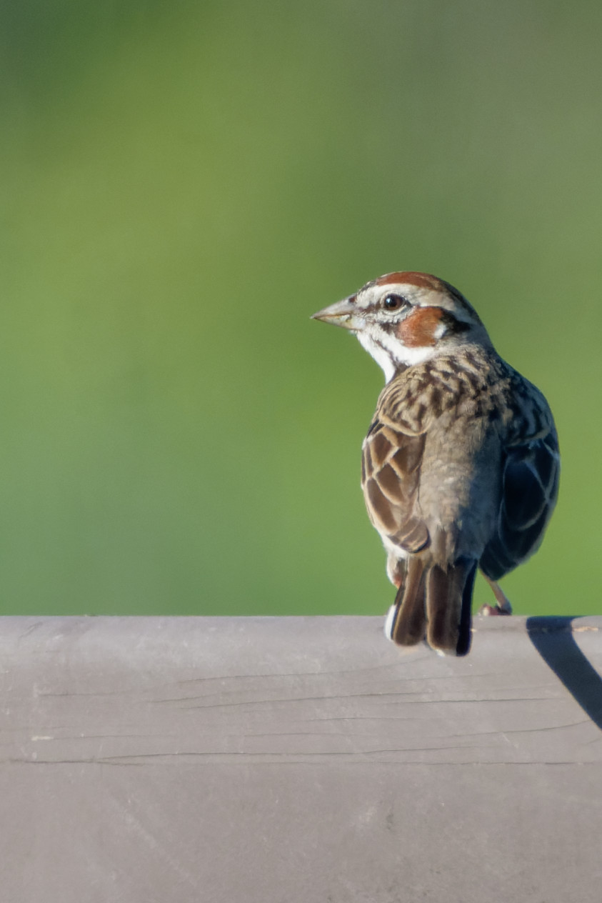 Lark Sparrow