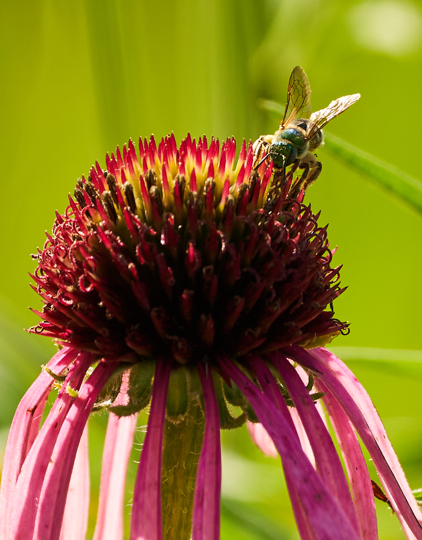 Prairie Grass Flower