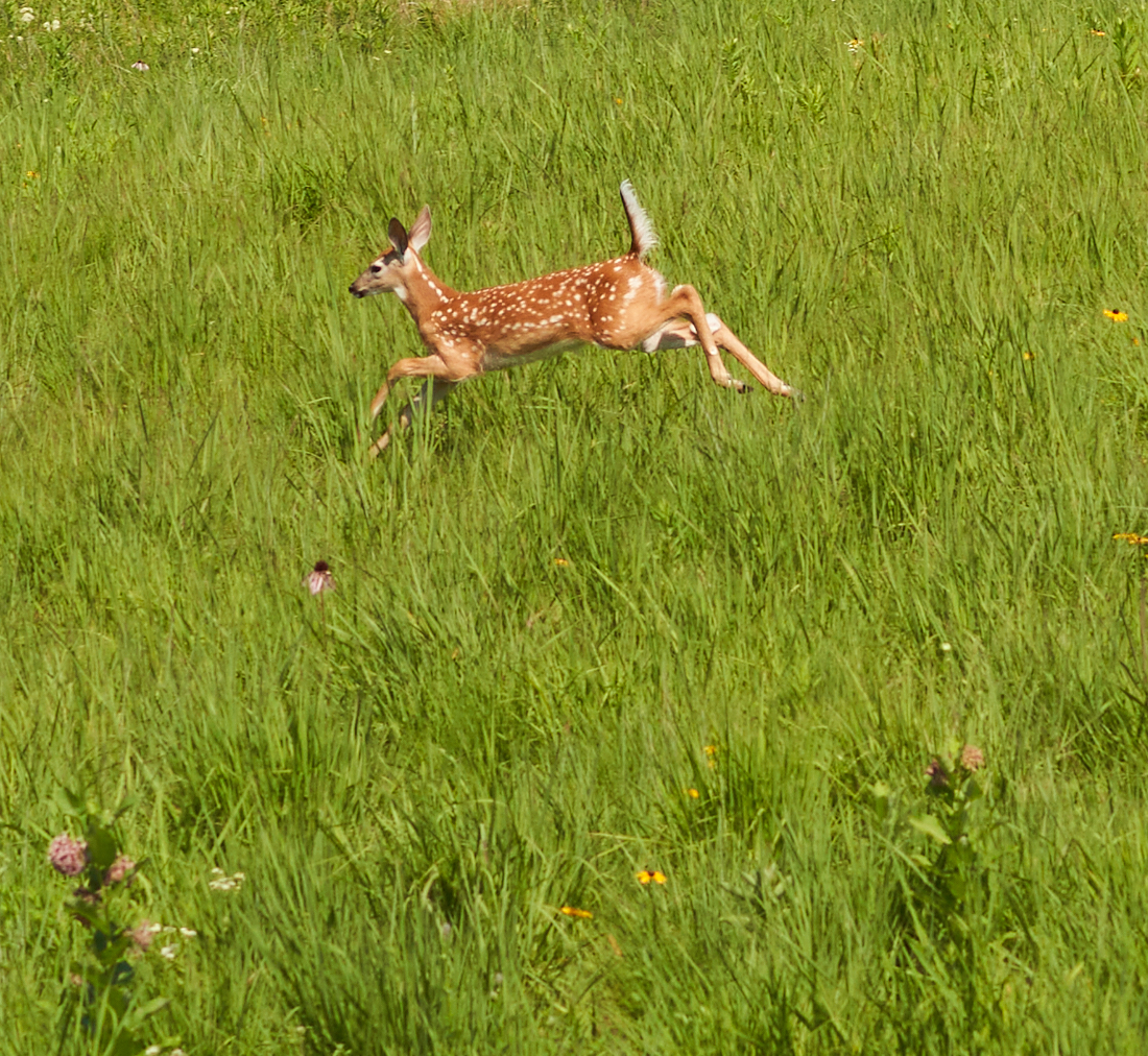 Fawn