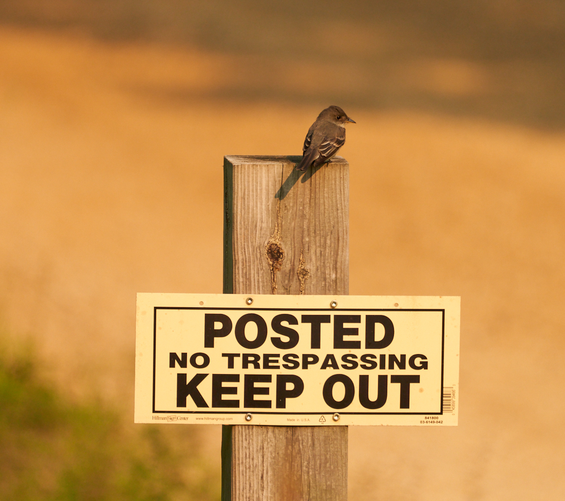 Sentry Duty