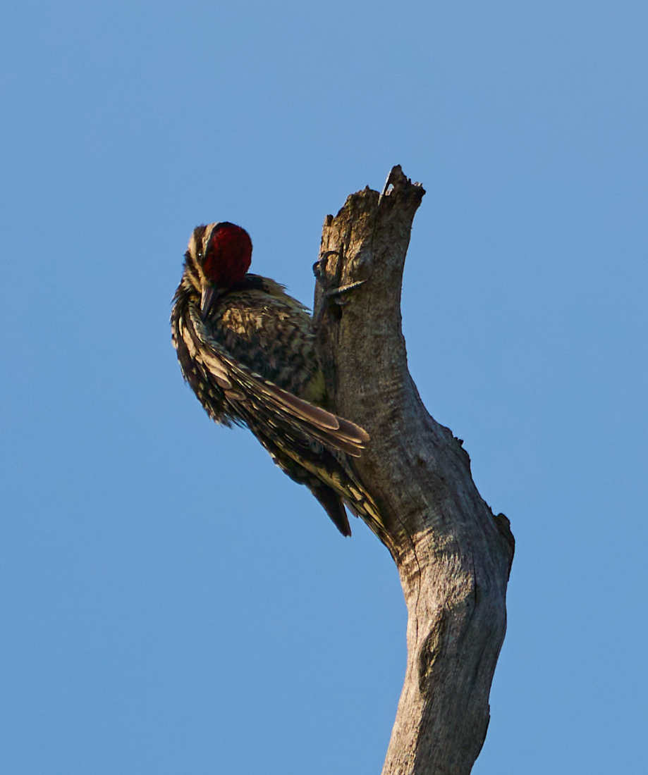 Yellow-bellied Sapsucker