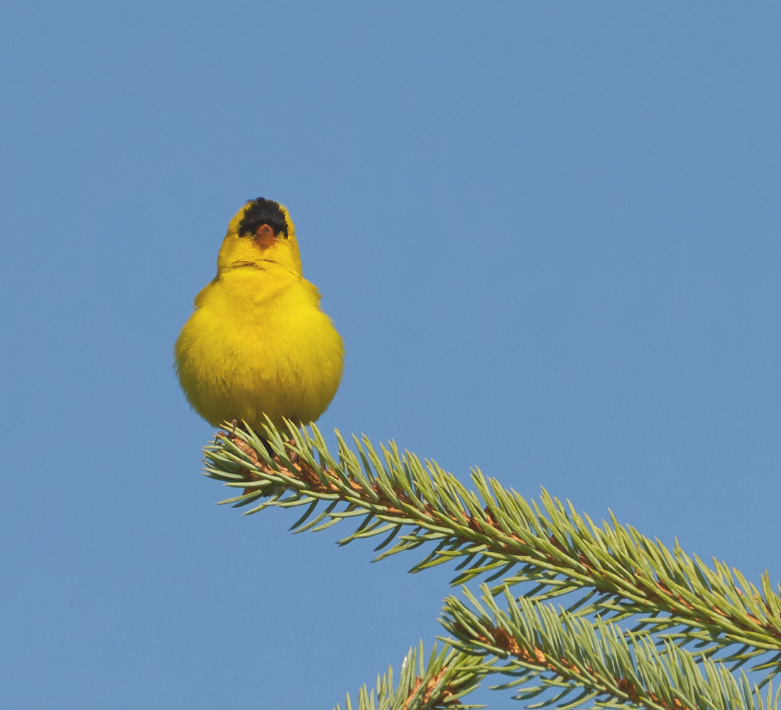 American Goldfinch