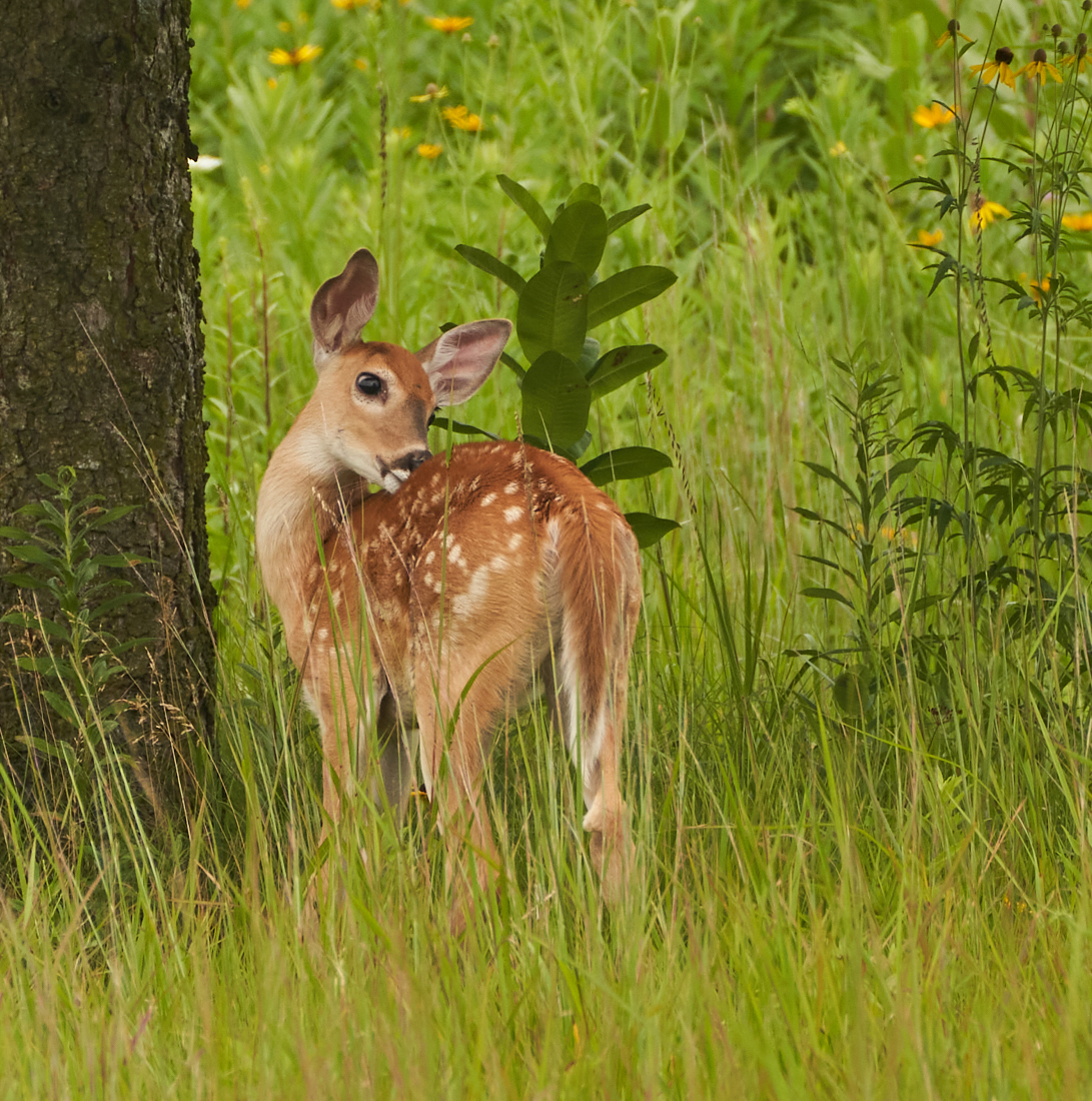 Fawn (one of many)