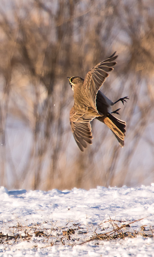 Horned Lark