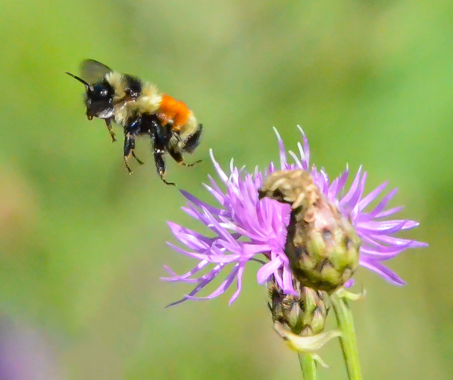 Bumble Bee