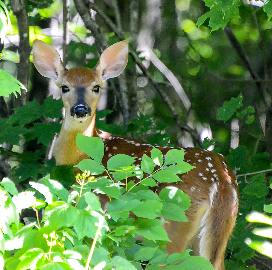 Fawn