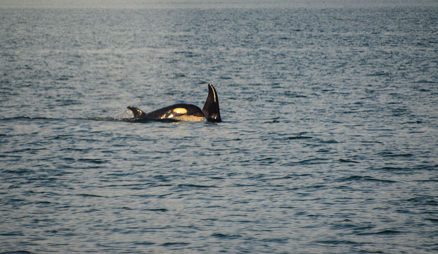 Baby Orca with mother