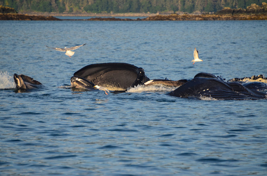 Humpback Whales