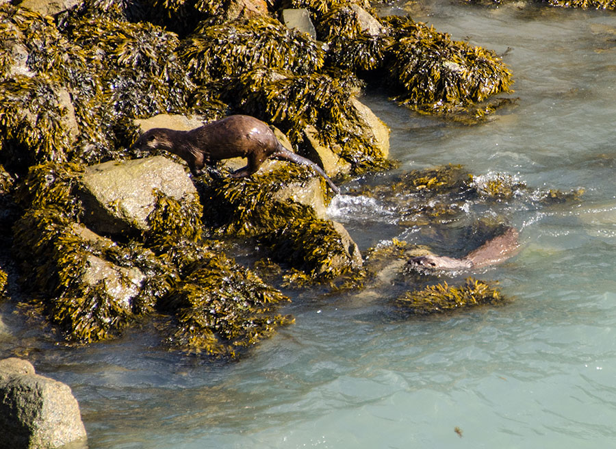 Sea Otters