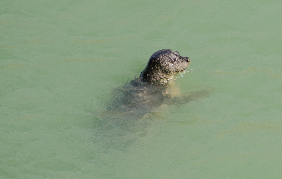 Seal
