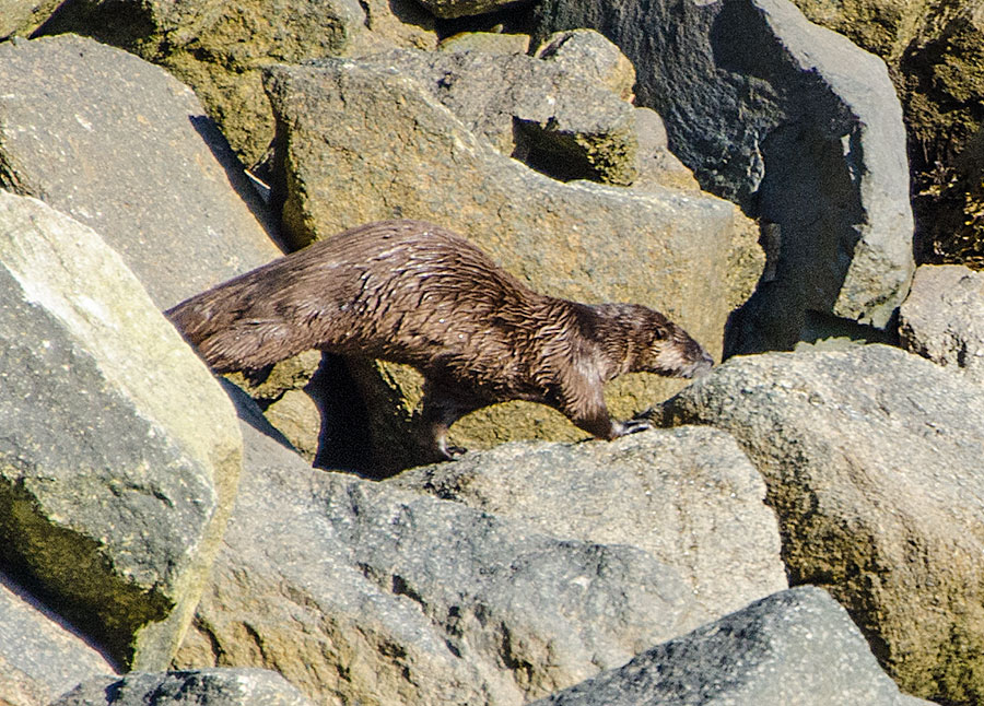 Sea Otter