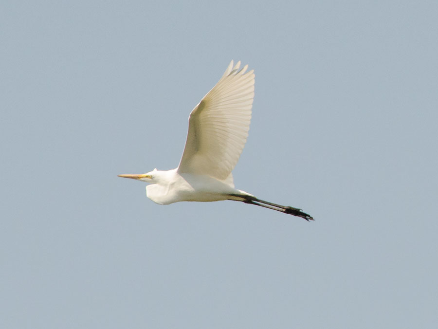 Egret