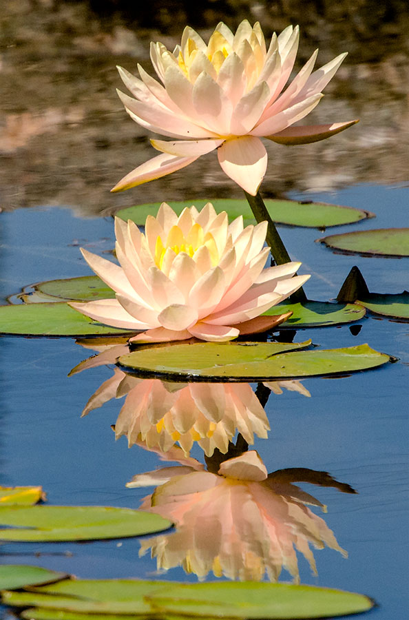 Reflection