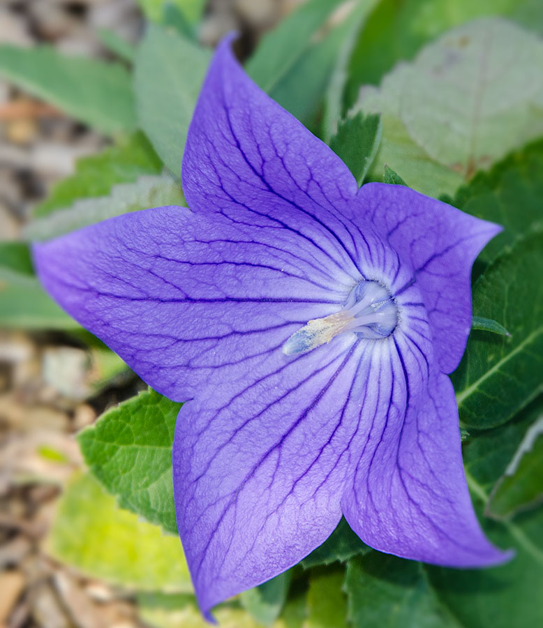 Unknown Flower