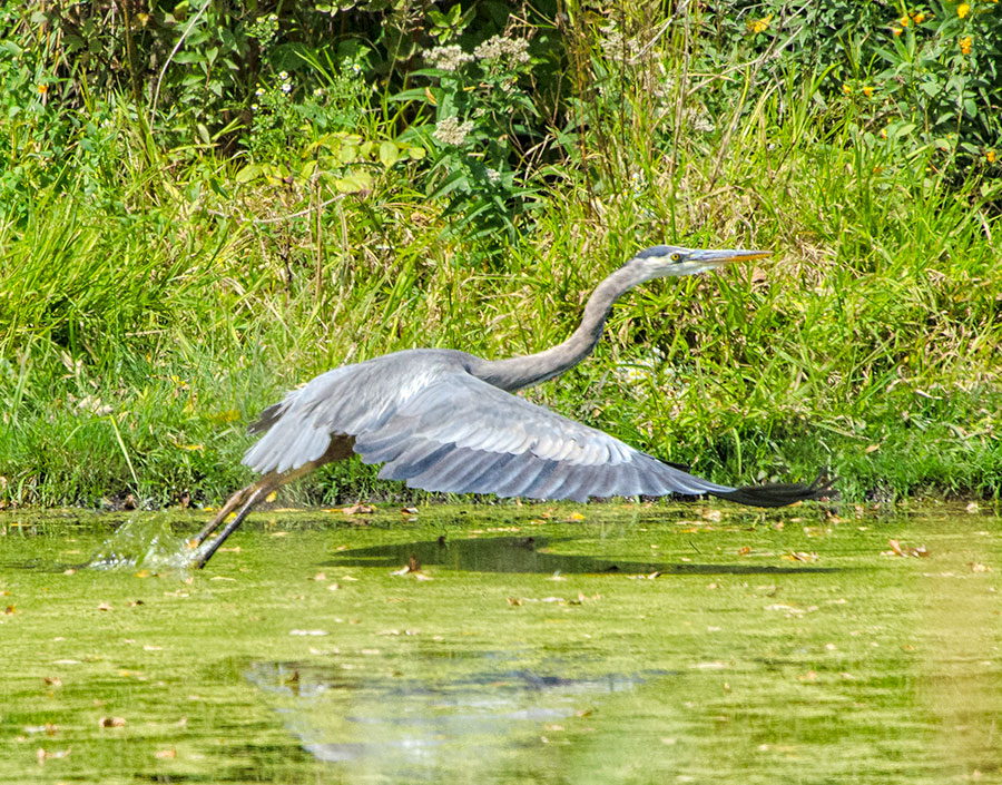 blue heron