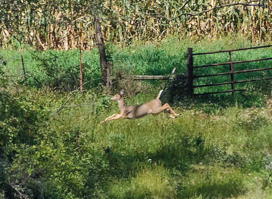 Deer