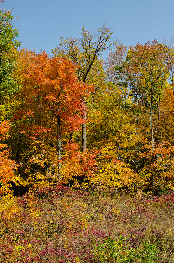 Fall Colors