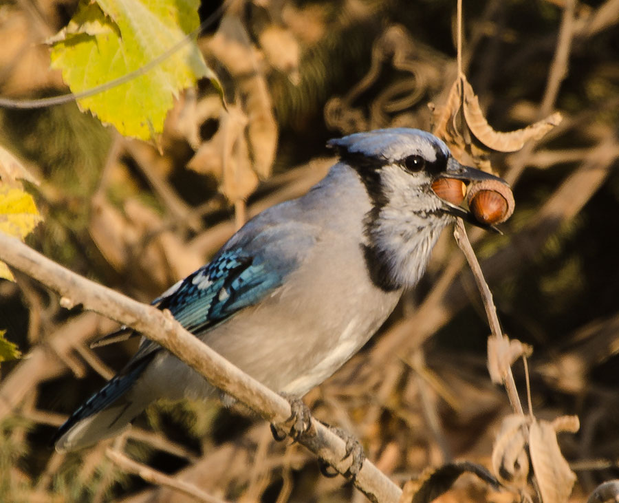 MouthFull