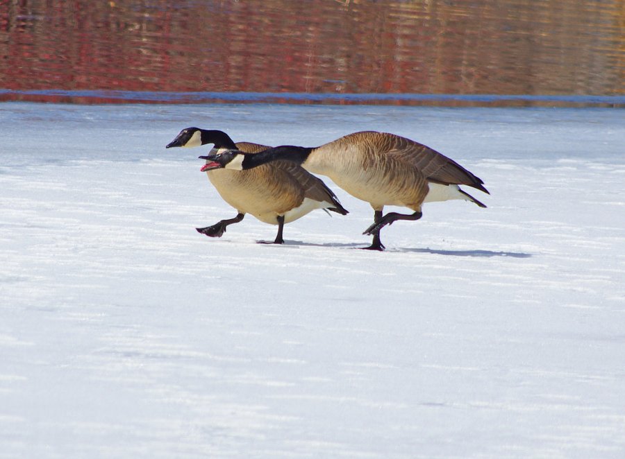 More Geese