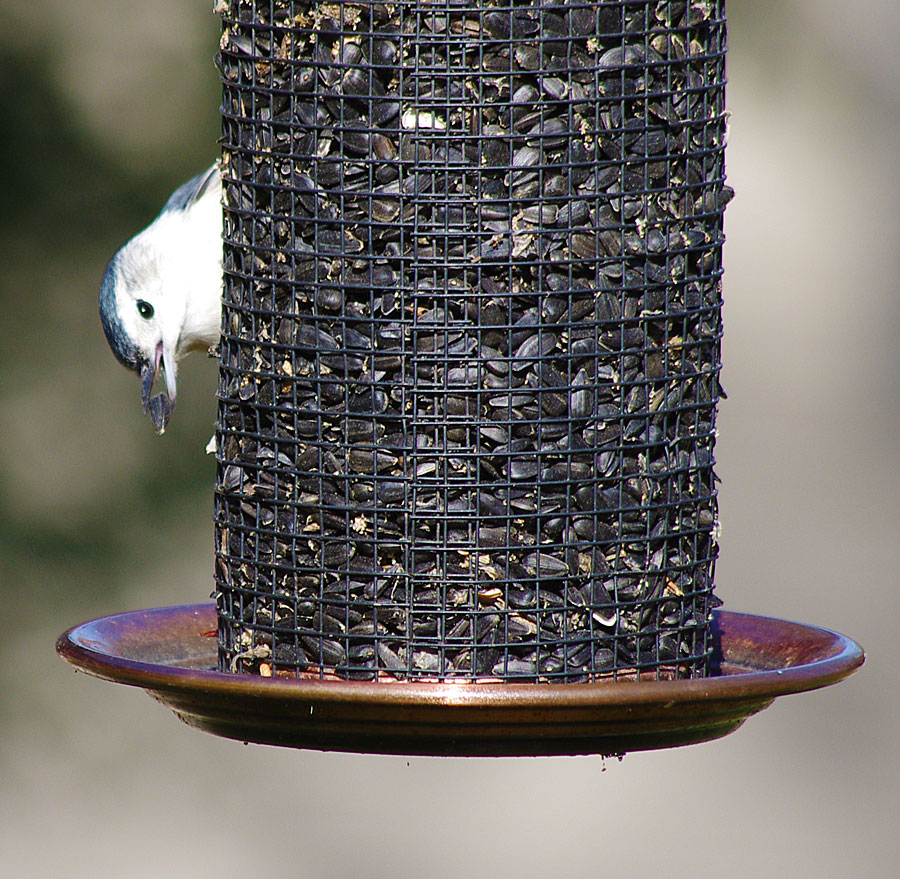 Nuthatch