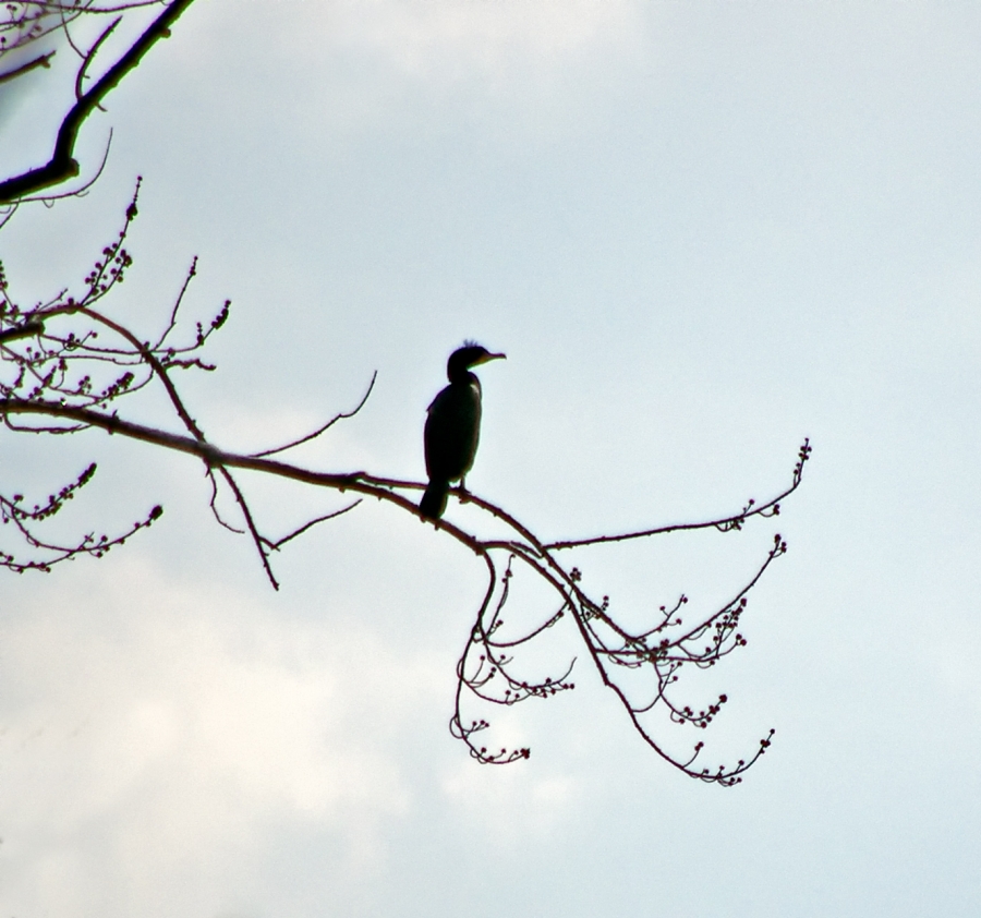 Cormorant