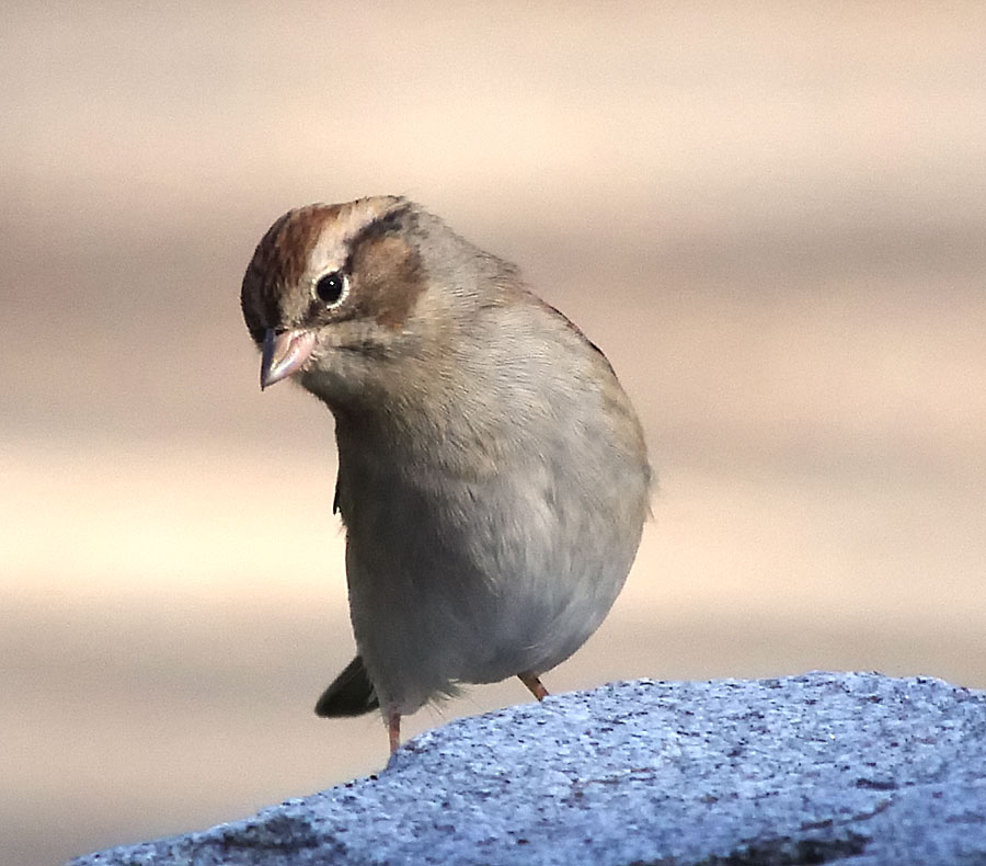 Just a bird