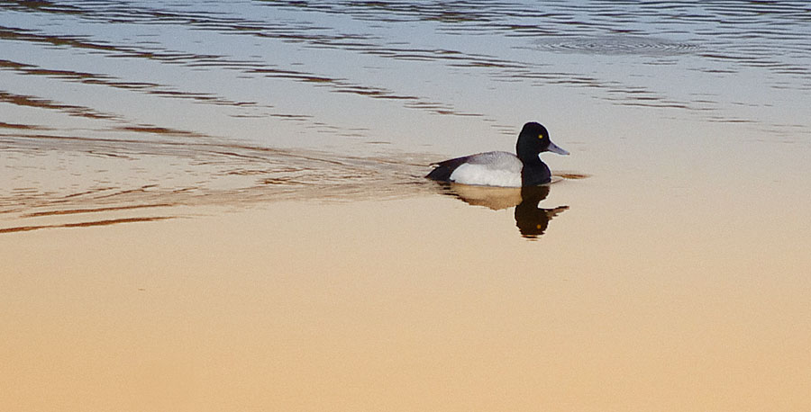 Greater Scaup