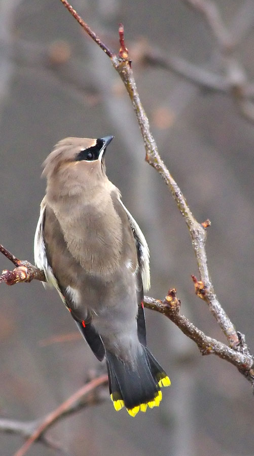 Cedar Waxwing