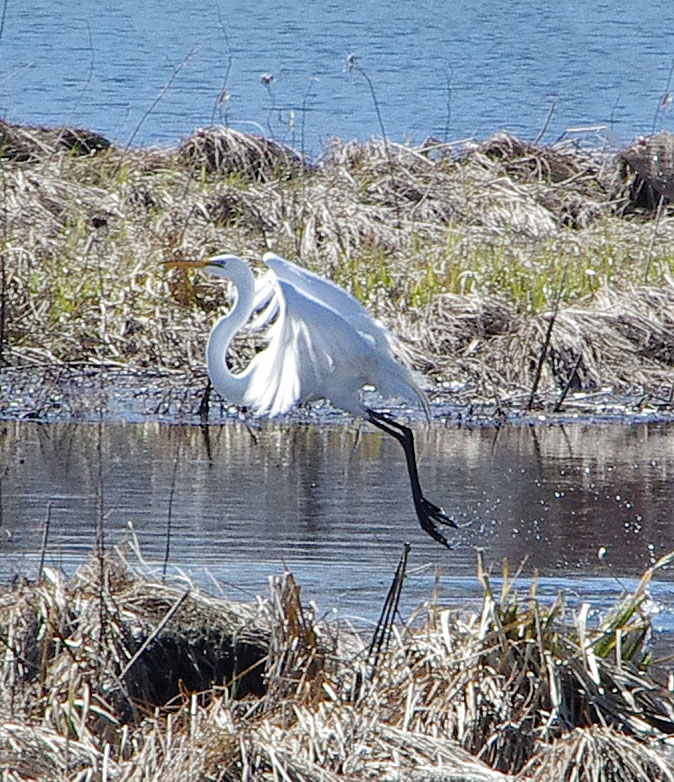 Great Egret