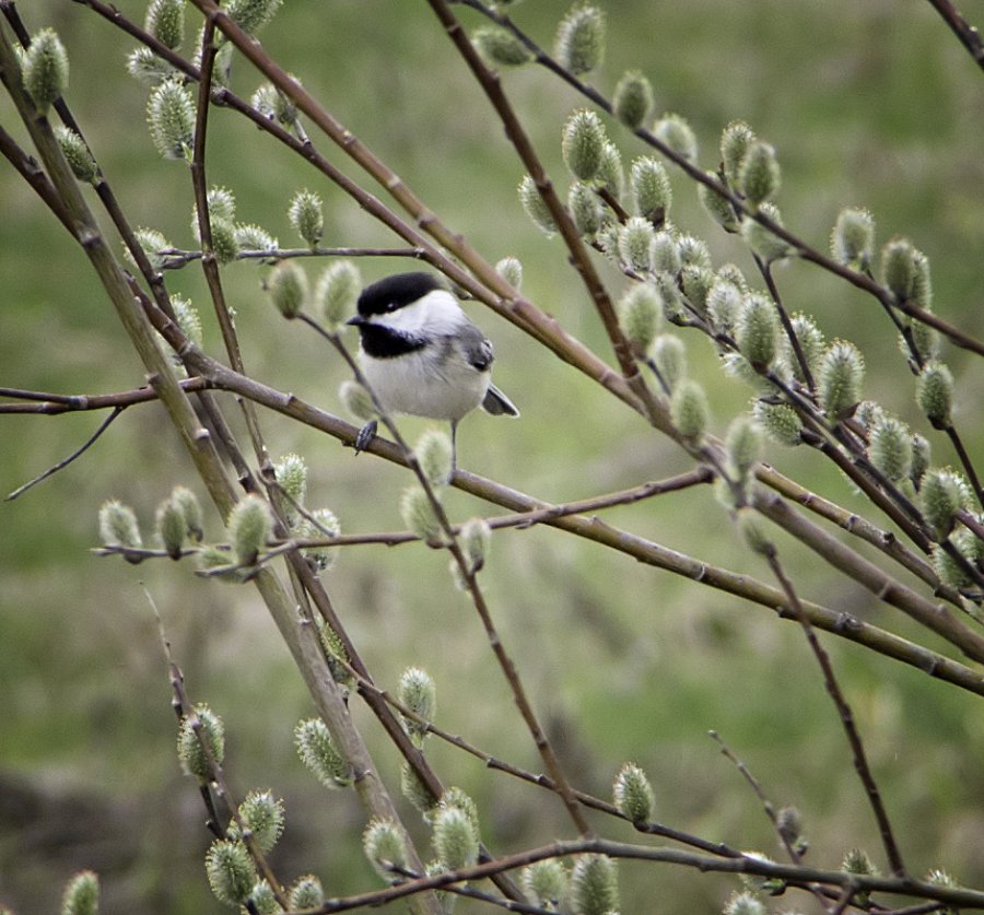 Chickadee