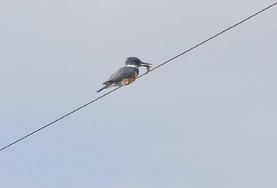 Kingfisher with fish
