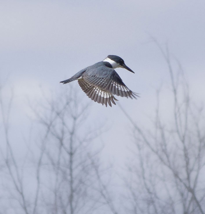 Kingfisher