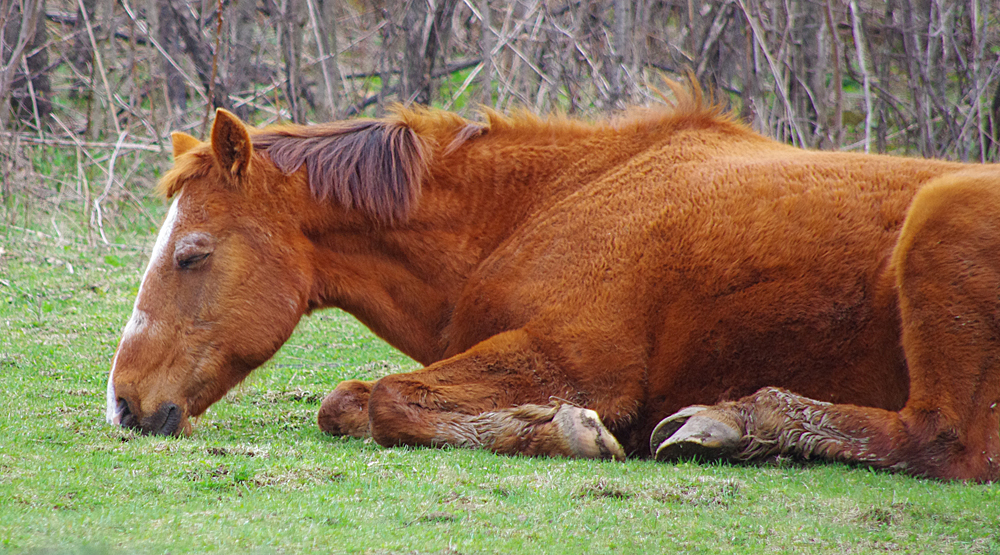 Sleeping Horse