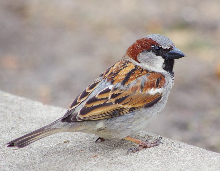 House Sparrow