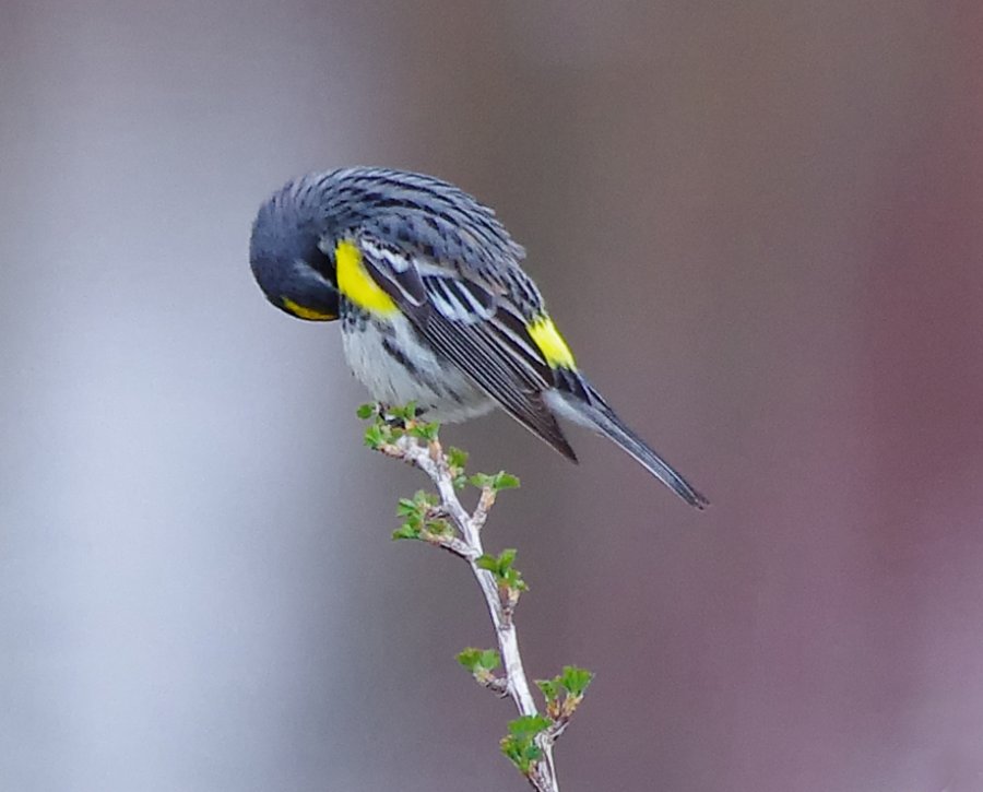 Camera-shy Warbler