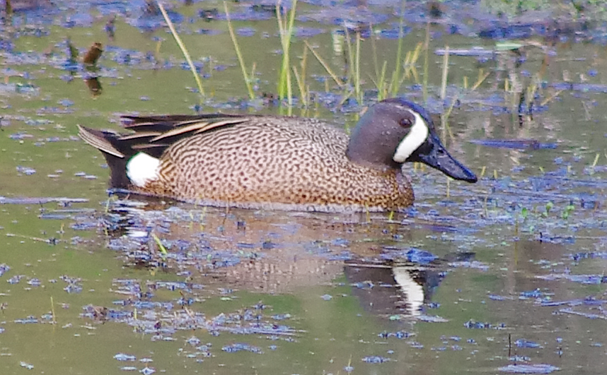 Blue-winged Teal