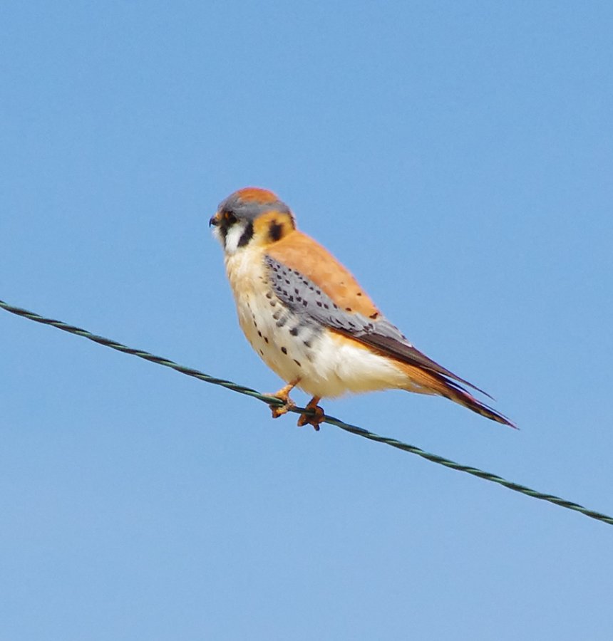 American Kestrel