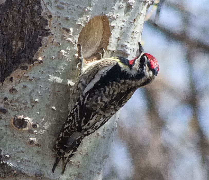 Yellow-Bellied Sapsucker