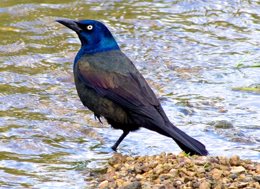 Grackle